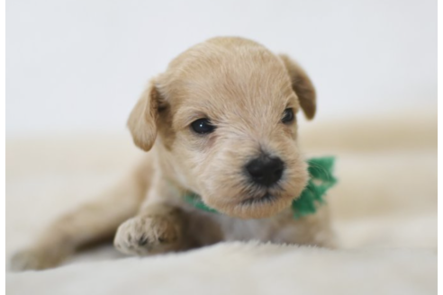 成約済の茨城県のミックス犬-134319の1枚目